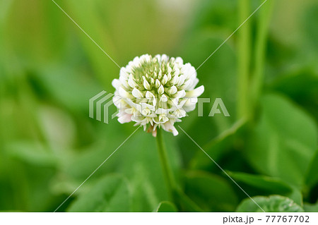 白いクローバーの写真素材