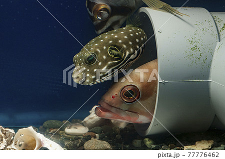 ハタ 幼魚 魚 海の写真素材