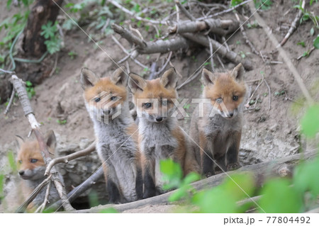 640px-KF3_Silver_Fox_(Photo).png