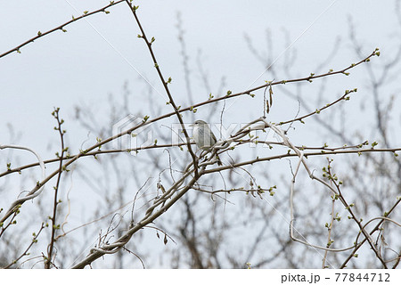 春告鳥の写真素材