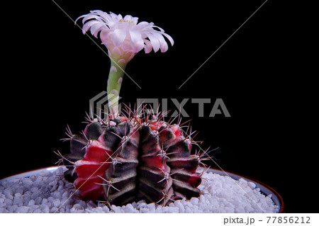 多肉植物の赤い花の写真素材