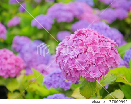 花 紫陽花 八重 ピンク色の写真素材