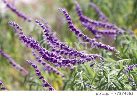 セージ 紫 花 ハーブの写真素材