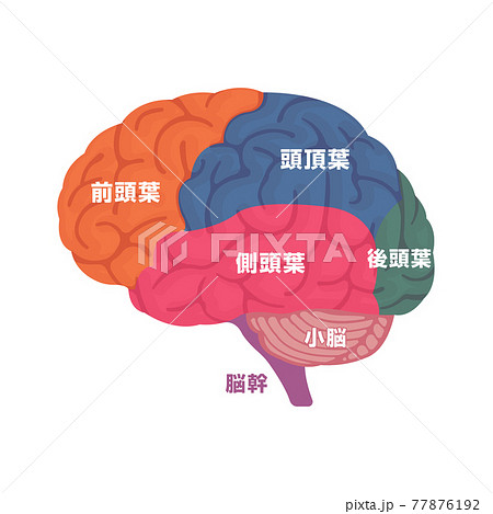 人の脳みその構造と部位名 横から ベクターイラストのイラスト素材
