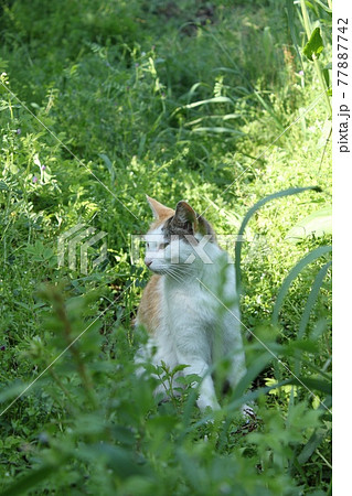 動物 猫 歩く 後ろ姿の写真素材