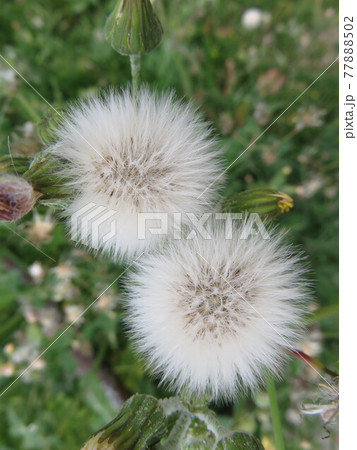 ノゲシ 綿毛の写真素材