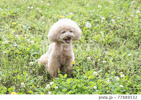 アフロ犬の写真素材