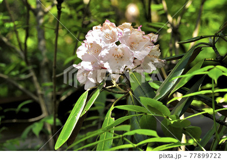 花 ハクサンシャクナゲ 植物 高山植物の写真素材 - PIXTA