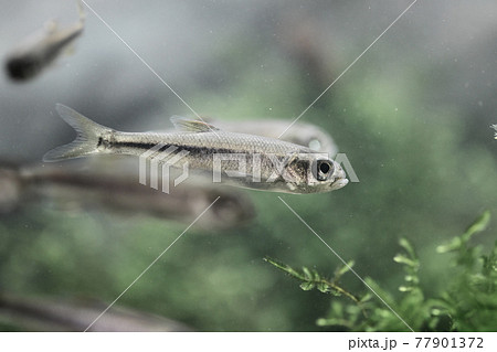 魚類 淡水魚 幼魚 カワムツの写真素材