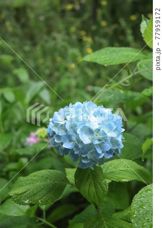 花 壁紙 紫陽花 梅雨の写真素材