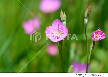 アカバナユウゲショウ 桃色 雑草 野草の写真素材