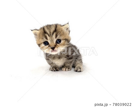 子猫 マンチカン 動物 猫の写真素材