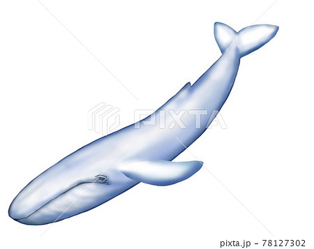 シロナガスクジラ 可愛いの写真素材