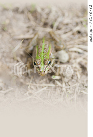 カエルのジャンプの写真素材 カエルのジャンプの写真素材