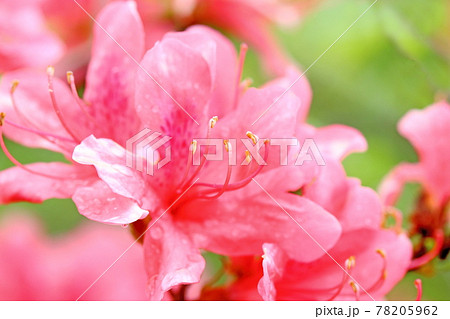 オランダツツジの写真素材