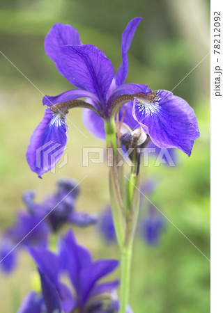 白花イリス 花の写真素材