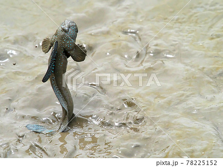 ムツゴロウ かわいいの写真素材