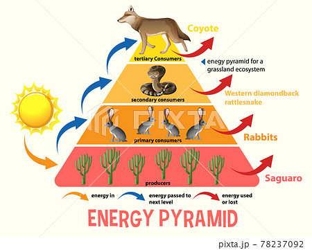 生態系ピラミッドのイラスト素材