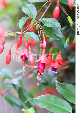 フクシアの花の写真素材