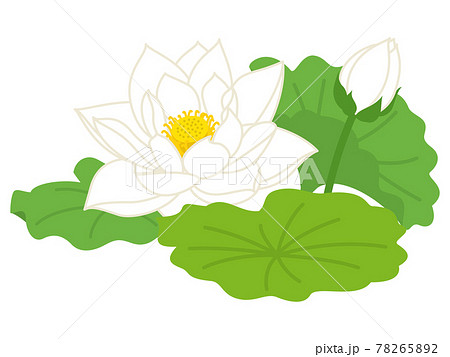 蓮 花 ロータスのイラスト素材
