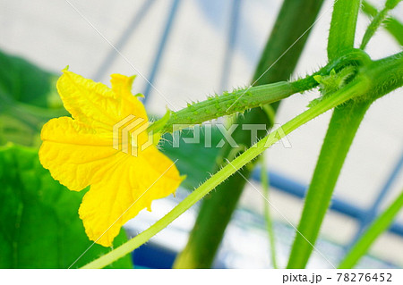 きゅうり キュウリ 胡瓜 野菜の花 黄色い花 つる植物の写真素材