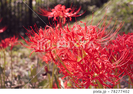 ヒガンバナ 赤い 鮮やか 美しい 彼岸花 花 綺麗 優美 可憐の写真素材