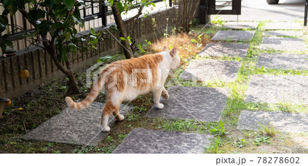 猫 後ろ姿の写真素材 - PIXTA