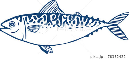 関サバのイラスト素材