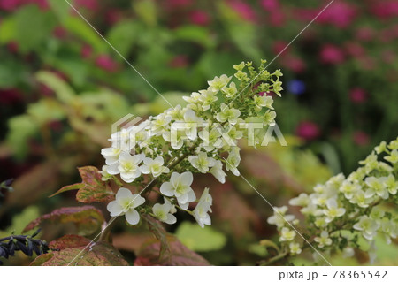 柏葉アジサイ ピラミッド型 花びらの写真素材