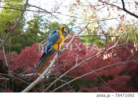 王蟲の写真素材