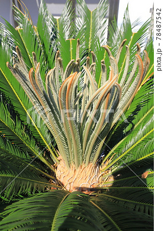 蘇鉄 植物 花 鉄樹の写真素材