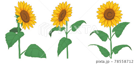 夏 ひまわり キレイ 花のイラスト素材
