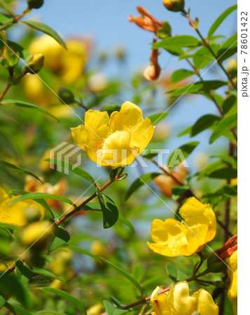 ヒペリクムの写真素材