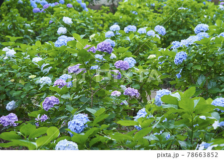 庭園 日本庭園 花 植物の写真素材