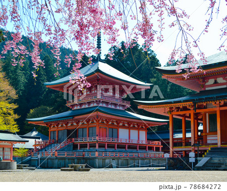 しだれ桜 比叡山 延暦寺 比叡山延暦寺の写真素材