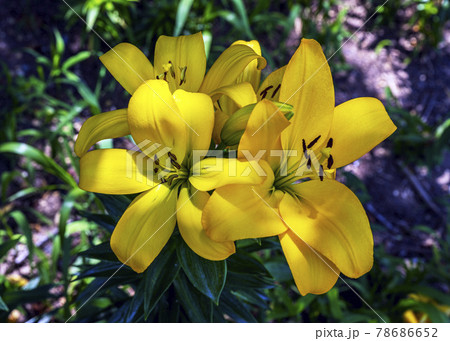 百合の花の写真素材