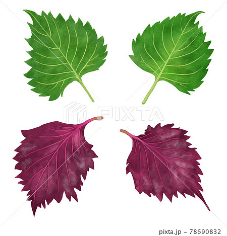 しそのイラスト素材