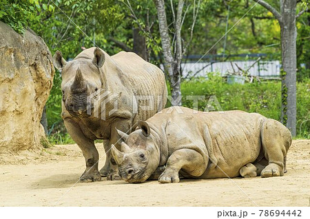 サイ 動物の写真素材