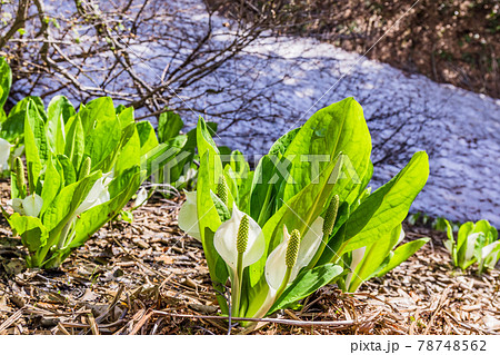 雪解け 花の写真素材