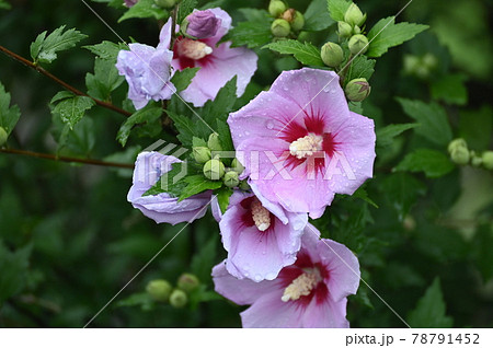 ムグンファ 花の写真素材