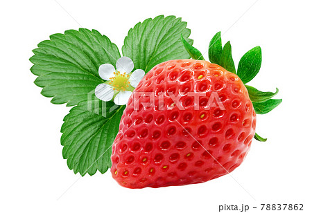 Strawberryのイラスト素材