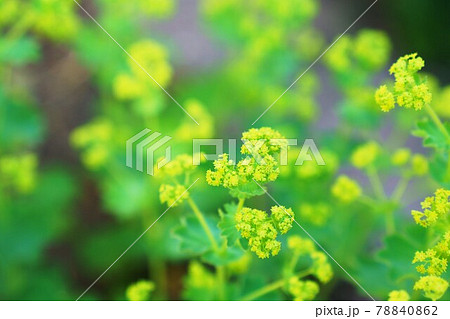 レディースマントル 花 ハーブ 多年草の写真素材