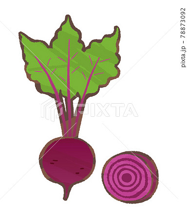 火焔菜のイラスト素材