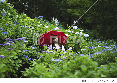 雨 傘 梅雨 美しいの写真素材