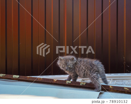 小さい 動物 慎重 耳の写真素材