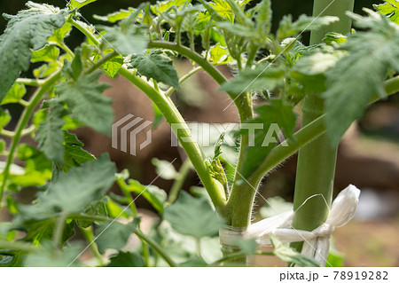 脇芽の写真素材