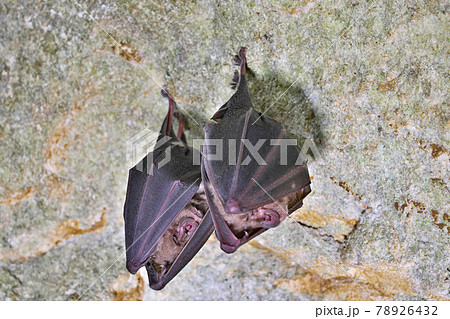 コウモリの写真素材集 ピクスタ