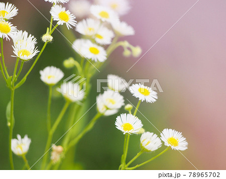 貧乏草 雑草 花の写真素材 - PIXTA