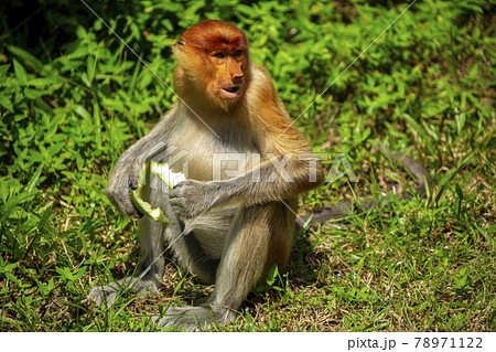 サンダカン ボルネオ 動物 ボルネオ島の写真素材