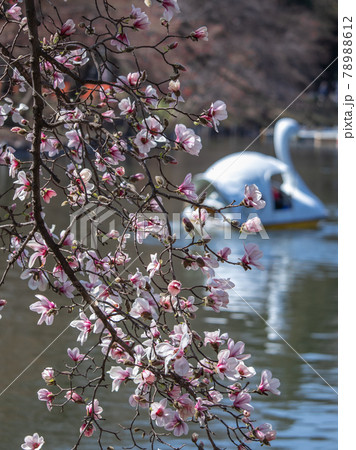 ひめこぶし 花の写真素材 - PIXTA